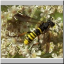 Tenthredo vespa - Blattwespe m04.jpg
